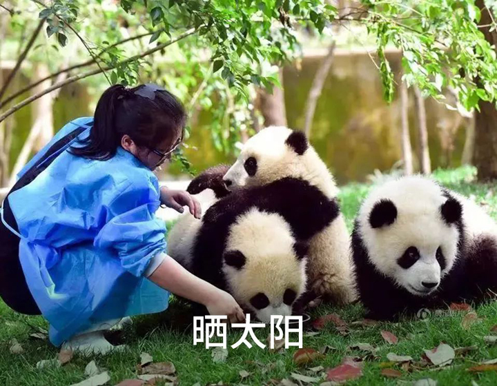 布鲁雅尔空气净化器租赁 你想拥有熊猫雅竹同款 夏日专属熊屋吗